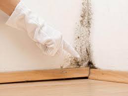 Best Attic Mold Removal  in Warren, MN